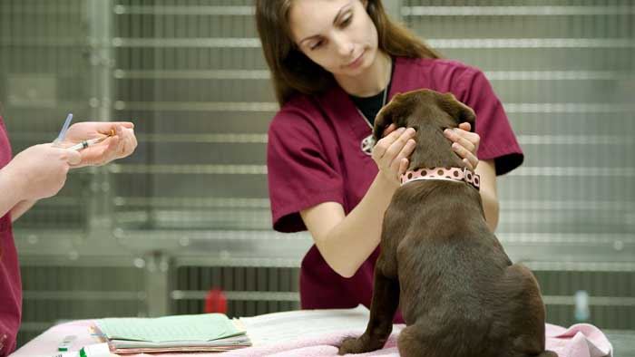 Veterinary Technician